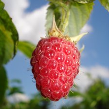 Схема вышивки «Малина в сливочных облаках.»