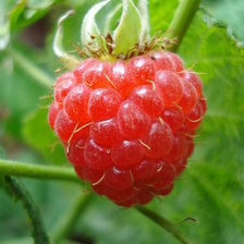 Схема вышивки «Малиновое настроение.»