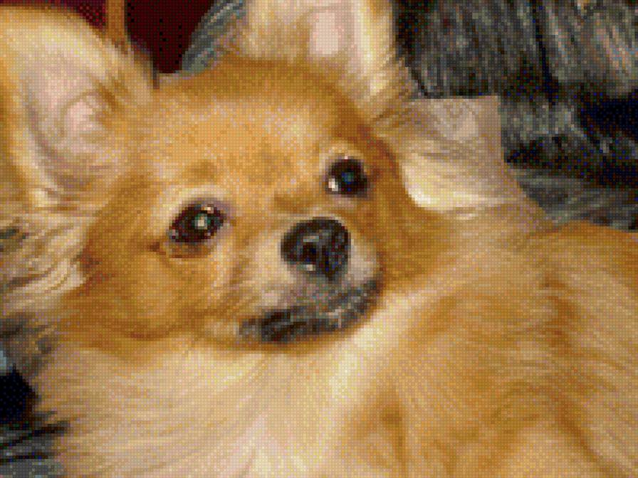 Симочка. - собака, шпиц - предпросмотр