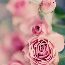 Схема вышивки «розы»