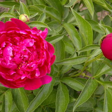 Схема вышивки «Пионы.»