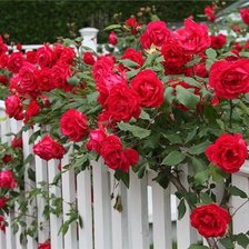 Схема вышивки «розы в палисаднике»