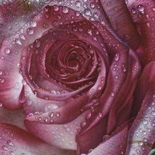 Схема вышивки «роза»