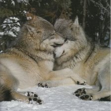 Схема вышивки «Волки»