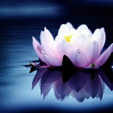 Схема вышивки «Кувшинка 1»