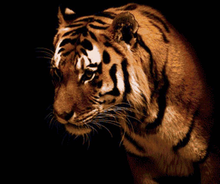 тигр на черном фоне - черный фон, тигр - предпросмотр