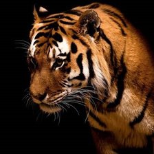 Схема вышивки «тигр на черном фоне»