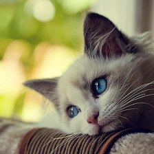 Схема вышивки «Грустный котик»