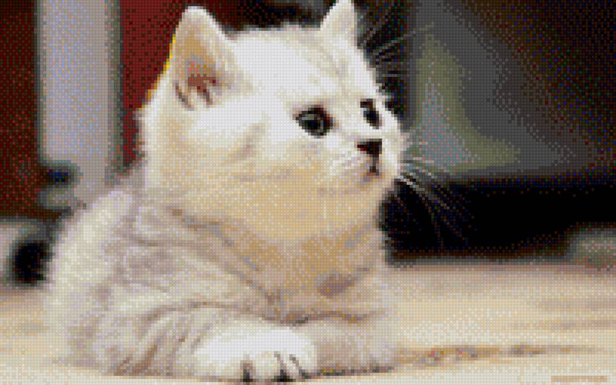 Котена - кошки, котята - предпросмотр