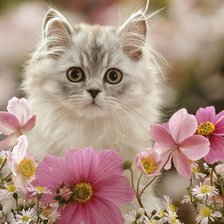 Котена в цветах