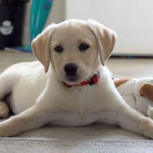 Схема вышивки «Лабрик»