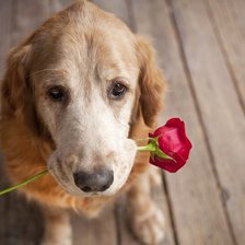 Схема вышивки «Щенята»