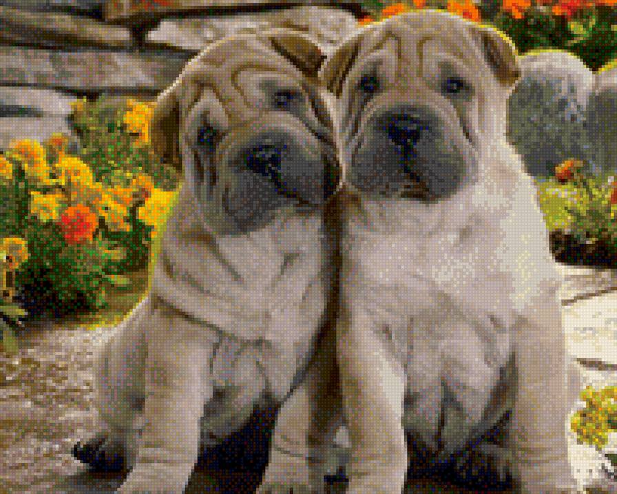 Два друга - собаки - предпросмотр