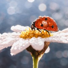 Схема вышивки «божья коровка»