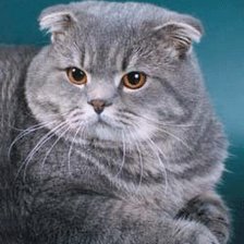 Схема вышивки «Котеночек»