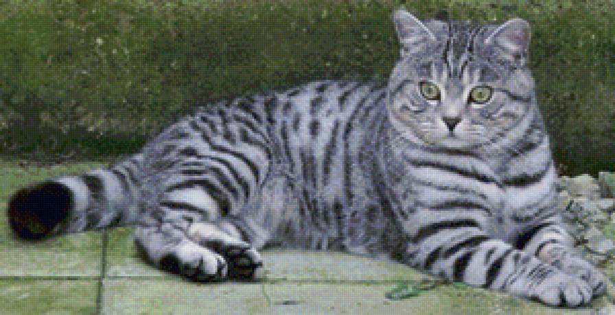 котя - животные, коты - предпросмотр