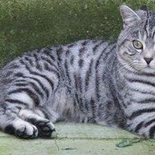 Схема вышивки «котя»