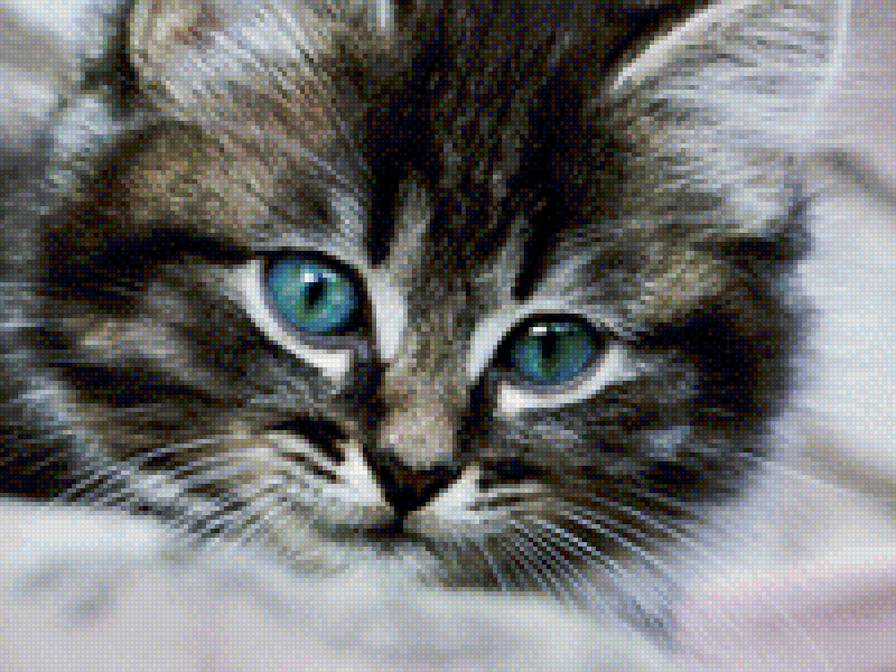 Голубые глазки - животные, коты - предпросмотр