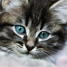 Голубые глазки