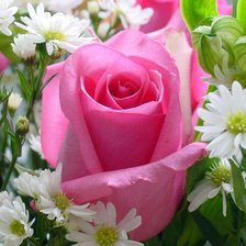 Схема вышивки «Роза с ромашками»