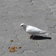 Схема вышивки «Голубь»