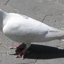 Схема вышивки «голубь1»