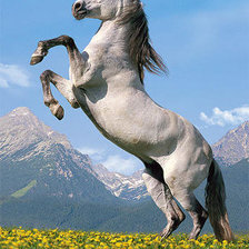 Схема вышивки «лошадь»