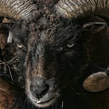 Схема вышивки «Овен»