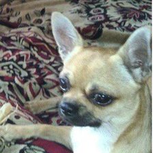 Схема вышивки «Чих»