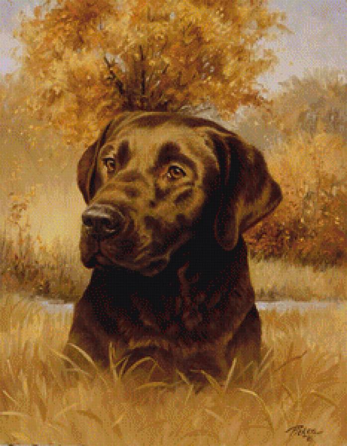 Лабр - предпросмотр