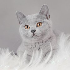 Схема вышивки «кот»