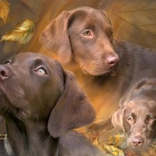 Схема вышивки «Жизнь лабрадора»