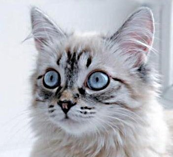 Кузя. - кот, кошка - оригинал