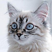 Схема вышивки «Кузя.»