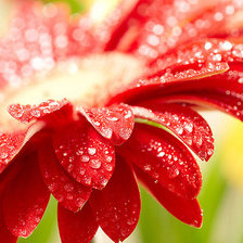 Схема вышивки «гербер»