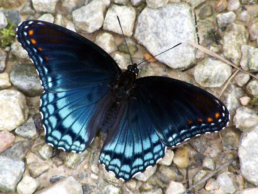 Бабочка - бабочки - оригинал