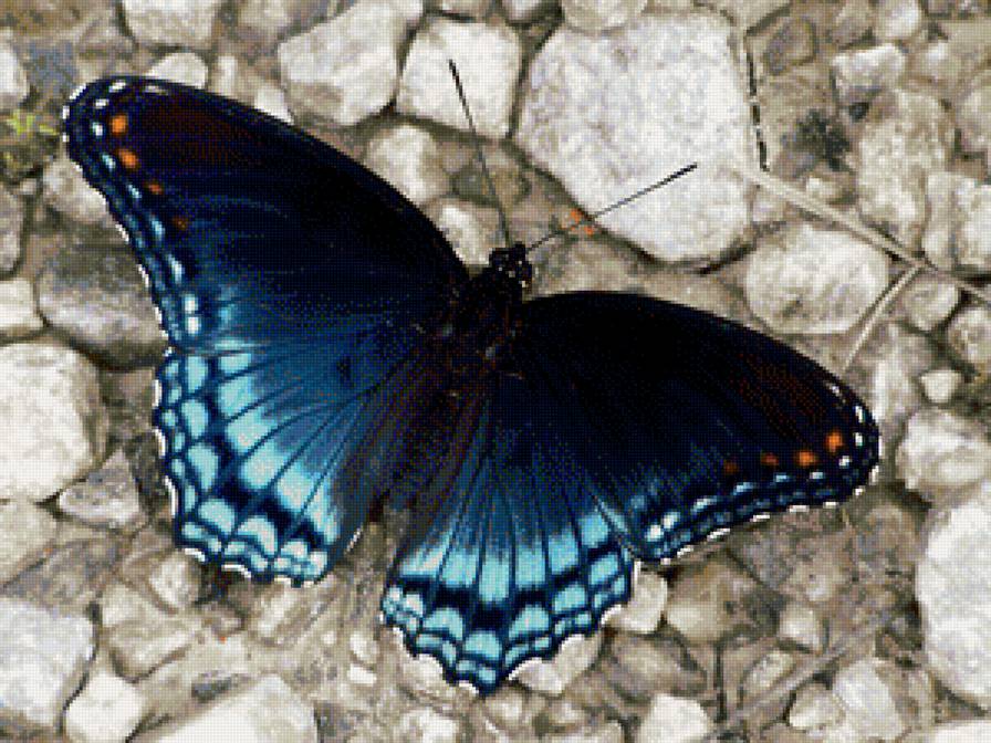 Бабочка - бабочки - предпросмотр