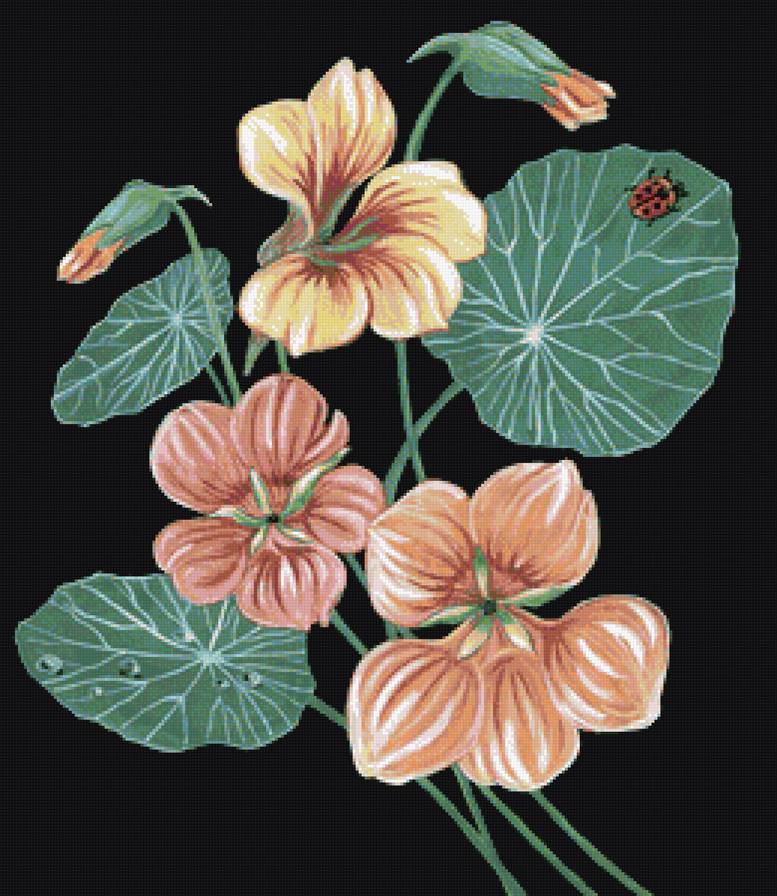 Настурции - цветы, настурции, божья коровка, букет - предпросмотр