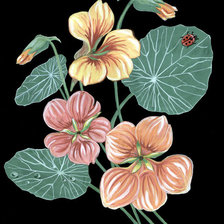 Схема вышивки «Настурции»