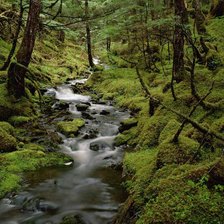 Схема вышивки «Лесной пейзаж»