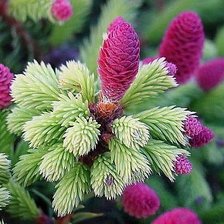 Схема вышивки «ветка»