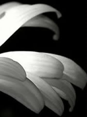 часть 1 - полиптих, ромашка, черно-белая, цветы - оригинал