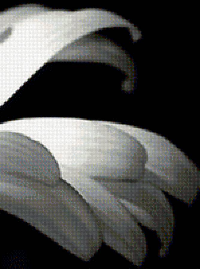 часть 1 - ромашка, полиптих, черно-белая, цветы - предпросмотр