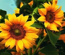 Схема вышивки «подсолнухи»