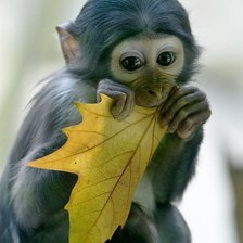 Схема вышивки «Обезьянка с листиком»