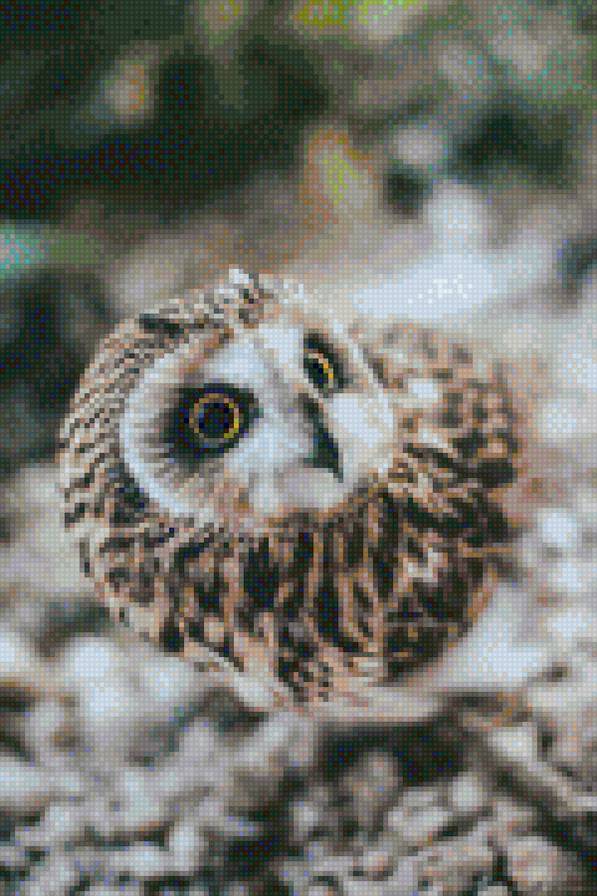 Совушка - птицы, сова - предпросмотр