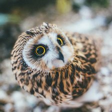 Схема вышивки «Совушка»