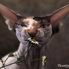 Схема вышивки «кот с ромашкой»