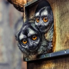 Схема вышивки «лемур»