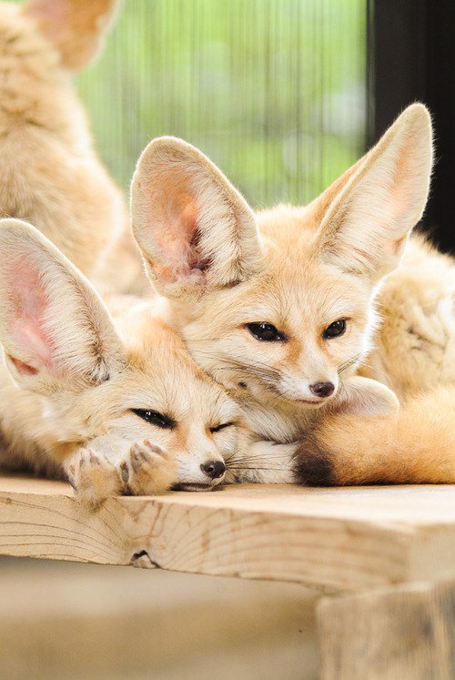 лисы - оригинал